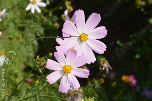 pink flowers on a background of green grass