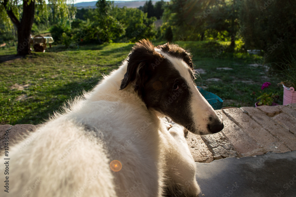 Fototapeta premium Greyhound puppy lying and guard