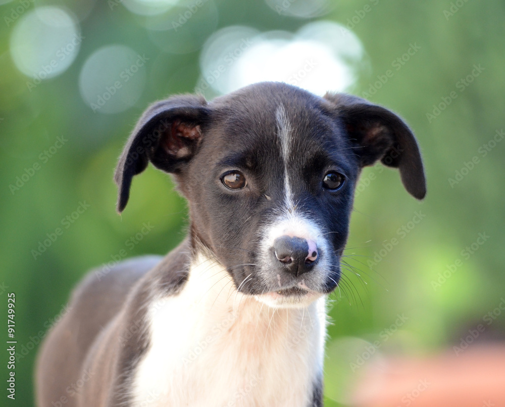 Cute Puppies of Amstaff dog, animal theme