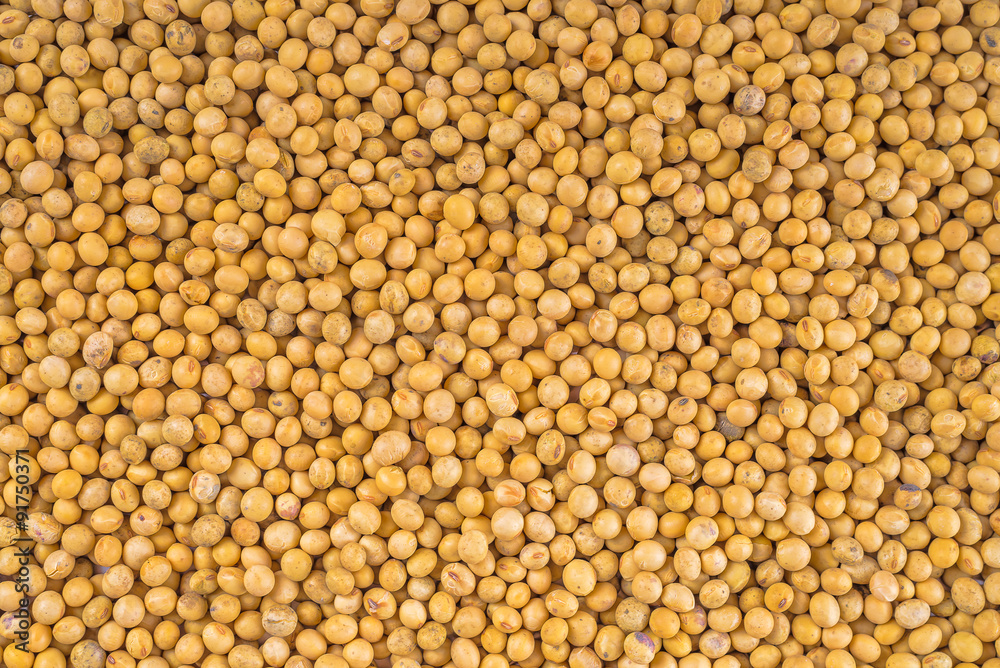 Soy bean Soy bean