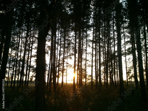 Beautiful sunset in pine forest