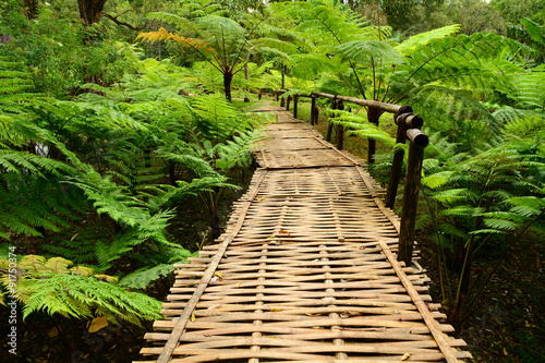 Fototapeta Naklejka Na Ścianę i Meble -  Bamboo bridge with ferns