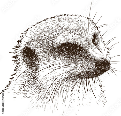 mongoose portrait