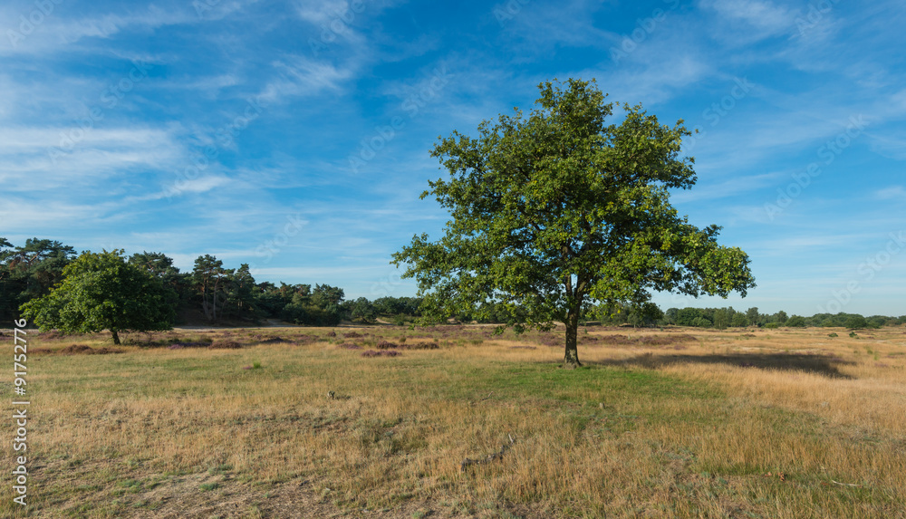 Solitary tree in a nature reserve in the Netherlands