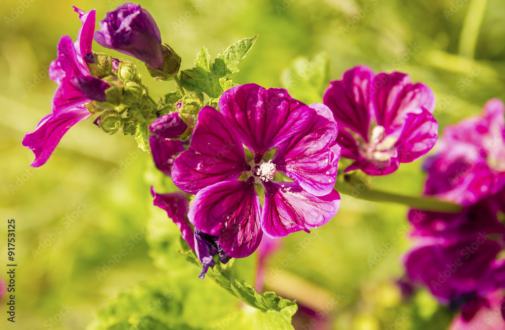 Fototapeta premium Natural floral background. Beautiful pink flowers.