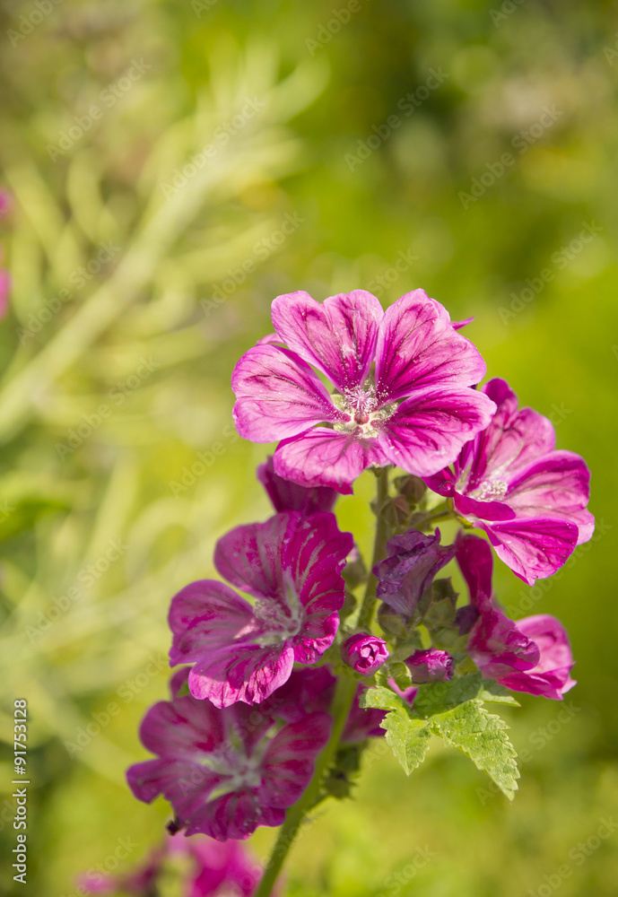 Natural floral background. Beautiful pink flowers. Natural floral background. Beautiful pink flowers.