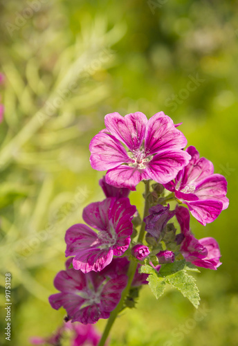Fototapeta Naklejka Na Ścianę i Meble -  Natural floral background. Beautiful pink flowers.