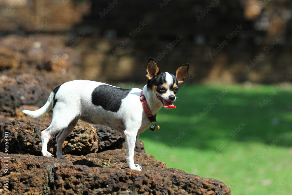 Dogs, puppies, Chihuahua, Chihuahua cute. Dogs, puppies, Chihuahua, Chihuahua cute.