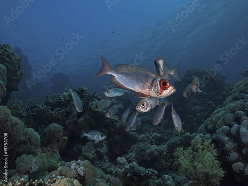 Glasseye, Grossaugenbarsch (Heteropriacanthus cruentatus)