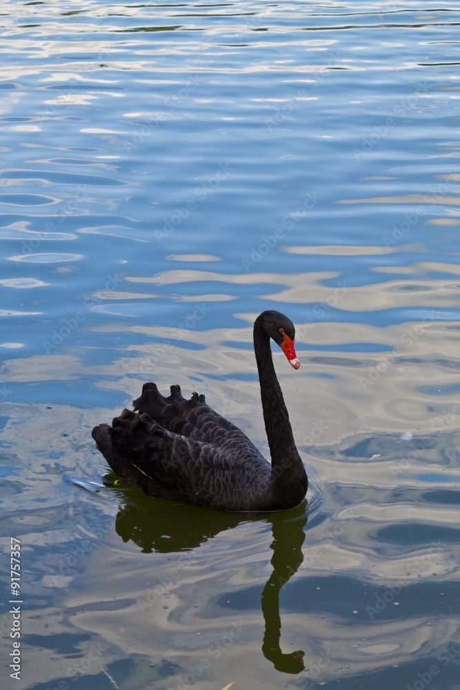 Obraz premium Black swan swimming in the lake, closeup