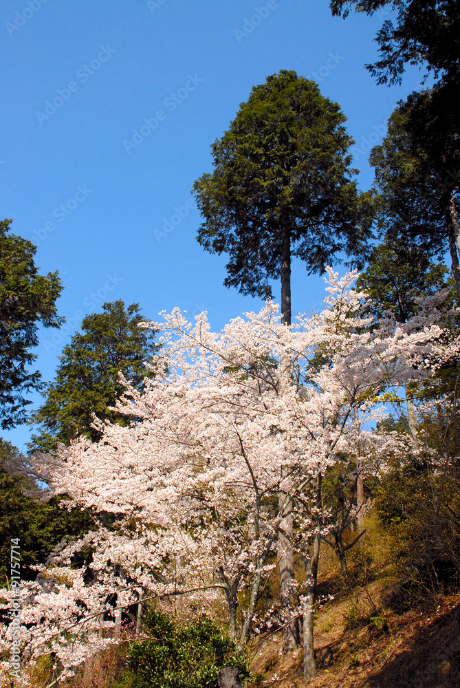 北山の春 北山の春