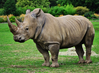 Fototapete Nashorn Schlammiges Nashornmännchen, stehend.  © s99