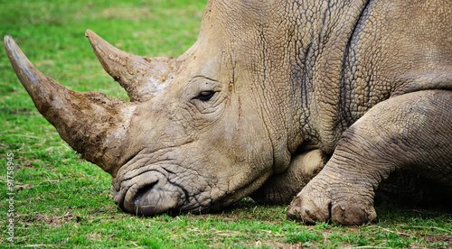 Close-up shot of a male rhinoceros's head, laying down.