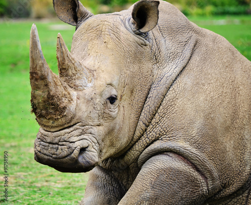 Close-up shot of a male rhinoceros, sitting down and looking at the camera.