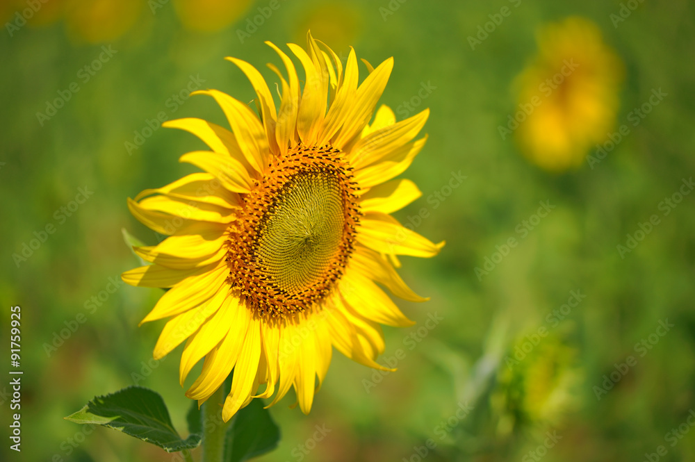 sunflower sunflower