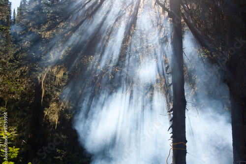 Лучи солнца в лесу рассекают дым от костра