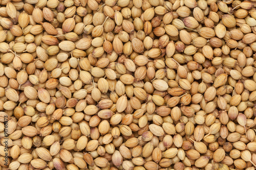 Organic Dried coriander seeds (Coriandrum sativum)  closeup background texture.