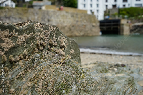 Limpits on a rock photo