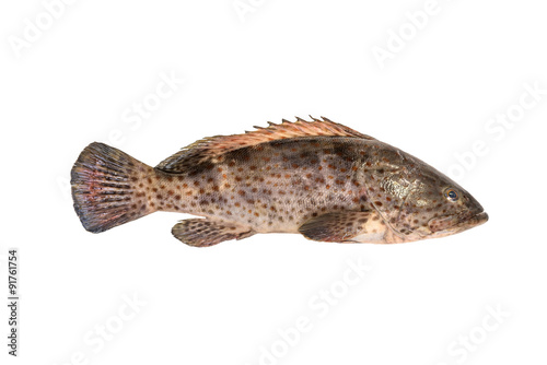Grouper Fish isolated on white photo