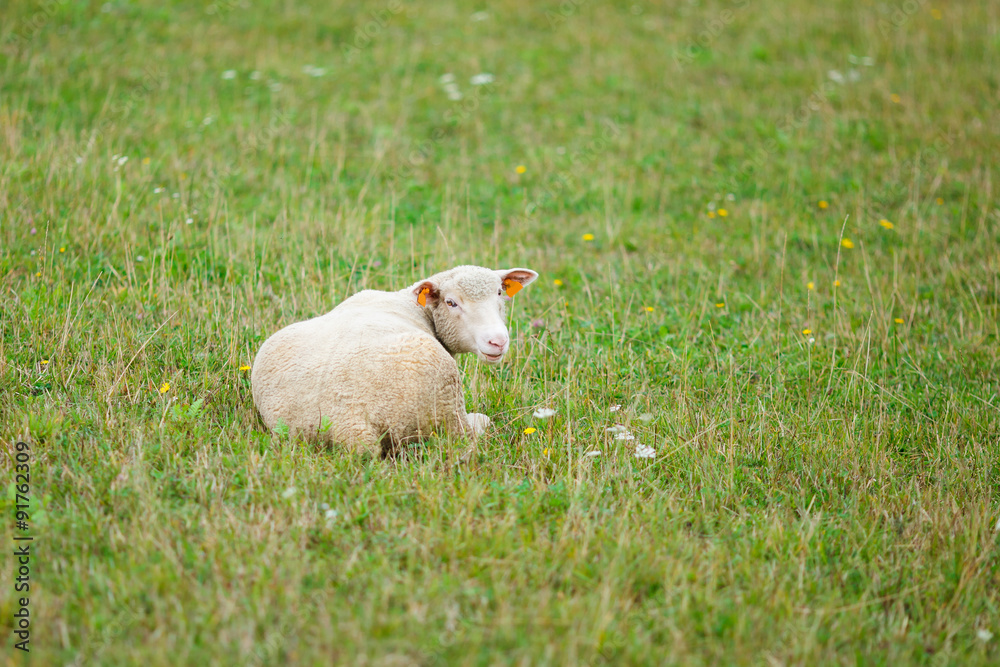 Obraz premium Lamb on the meadow