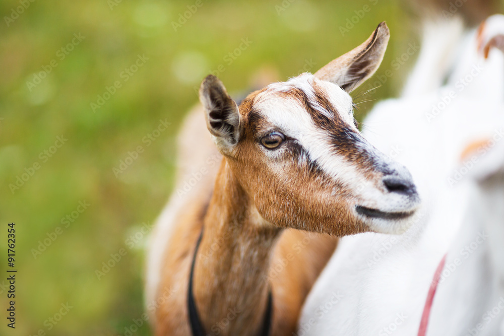 Obraz premium Goatling on the meadow