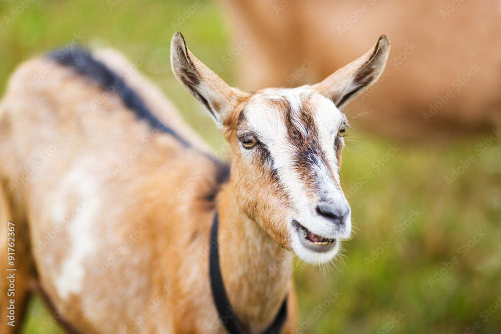 Obraz premium Goatling on the meadow