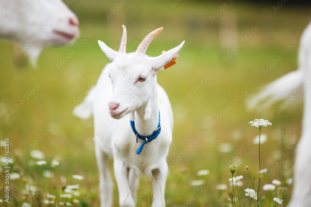 Obraz premium Goatling on the meadow