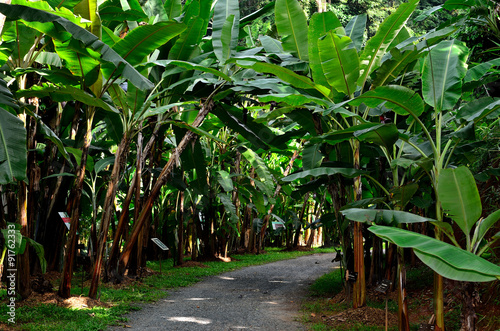 Banana tree with green bananas