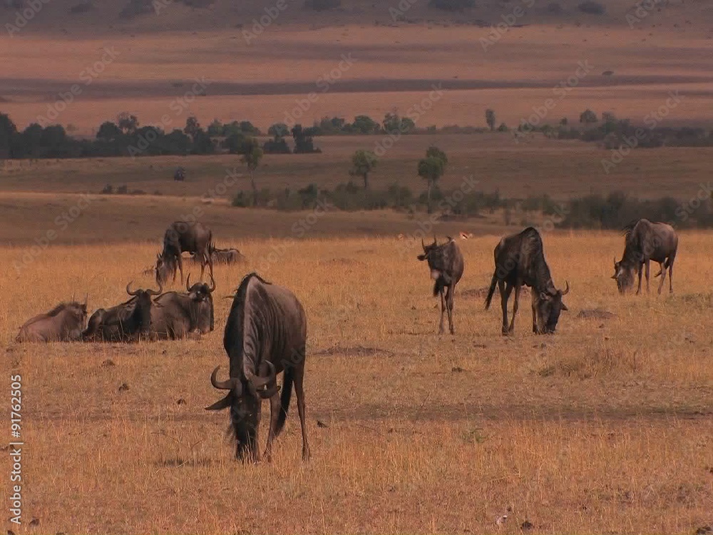 A herd of wildebeests graze and rest on the plain. A herd of wildebeests graze and rest on the plain.