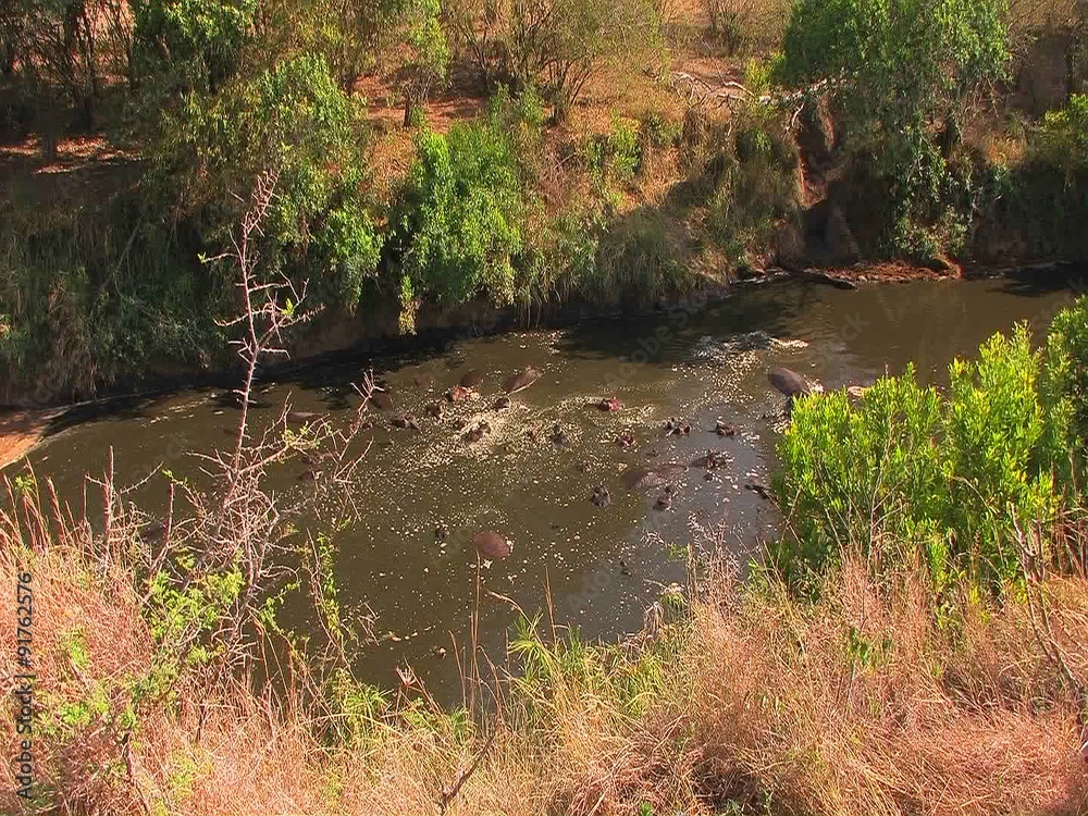 A large group of hippopotamuses wallow in a river. A large group of hippopotamuses wallow in a river.
