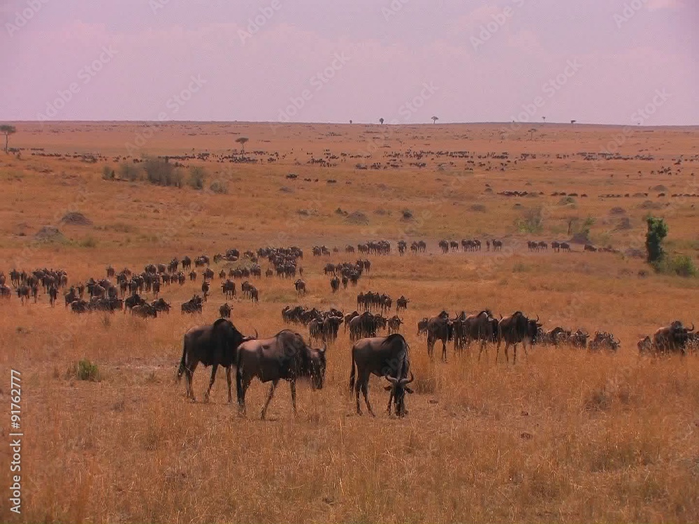A large herd of wildebeest moves across a plain. A large herd of wildebeest moves across a plain.