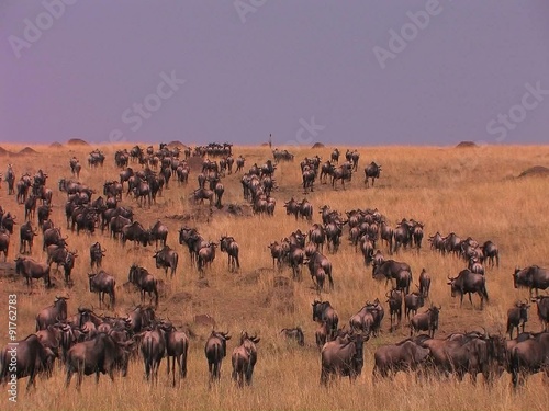 Massive herd of wildebeest roam a tall grass land area.