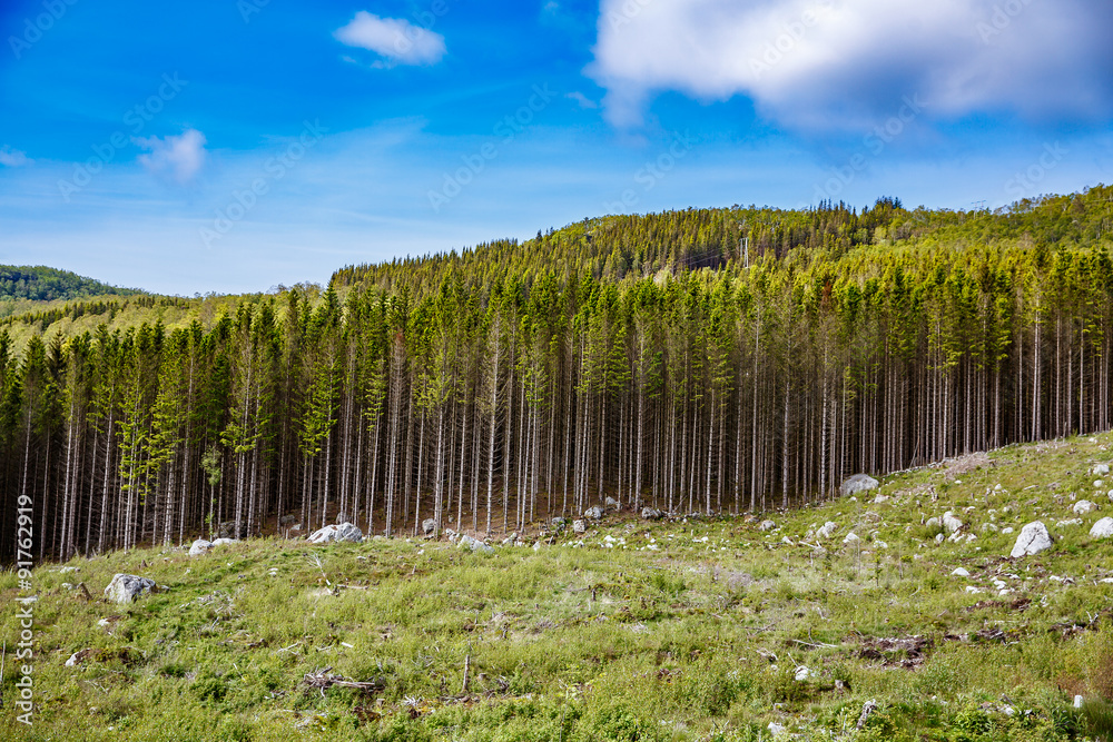 Fototapeta premium Deforestation in Norway