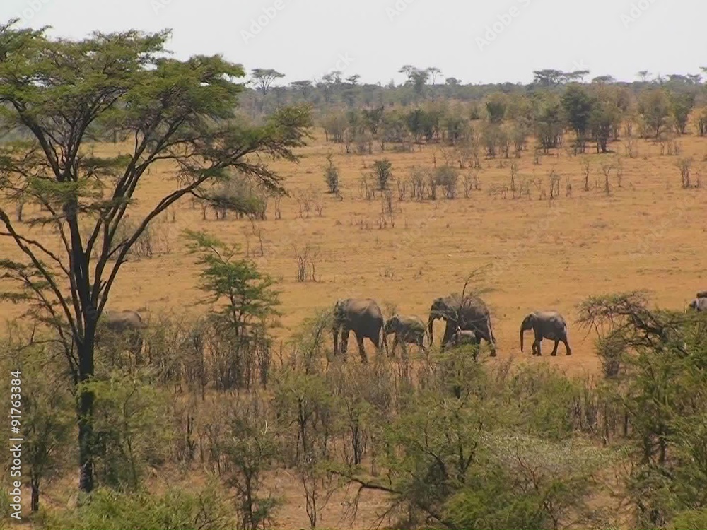 A herd of elephants walk in line across a hot bushy plain. A herd of elephants walk in line across a hot bushy plain.