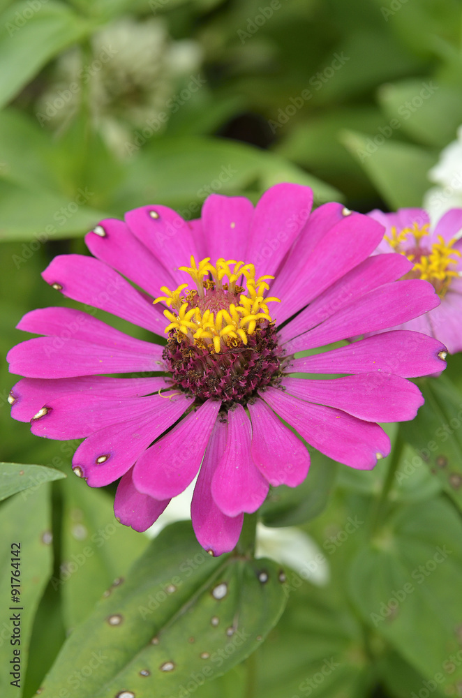 Obraz premium Close-up flower ..