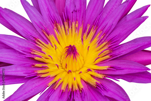 Lotus isolated on white background