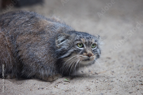 pallas's cat