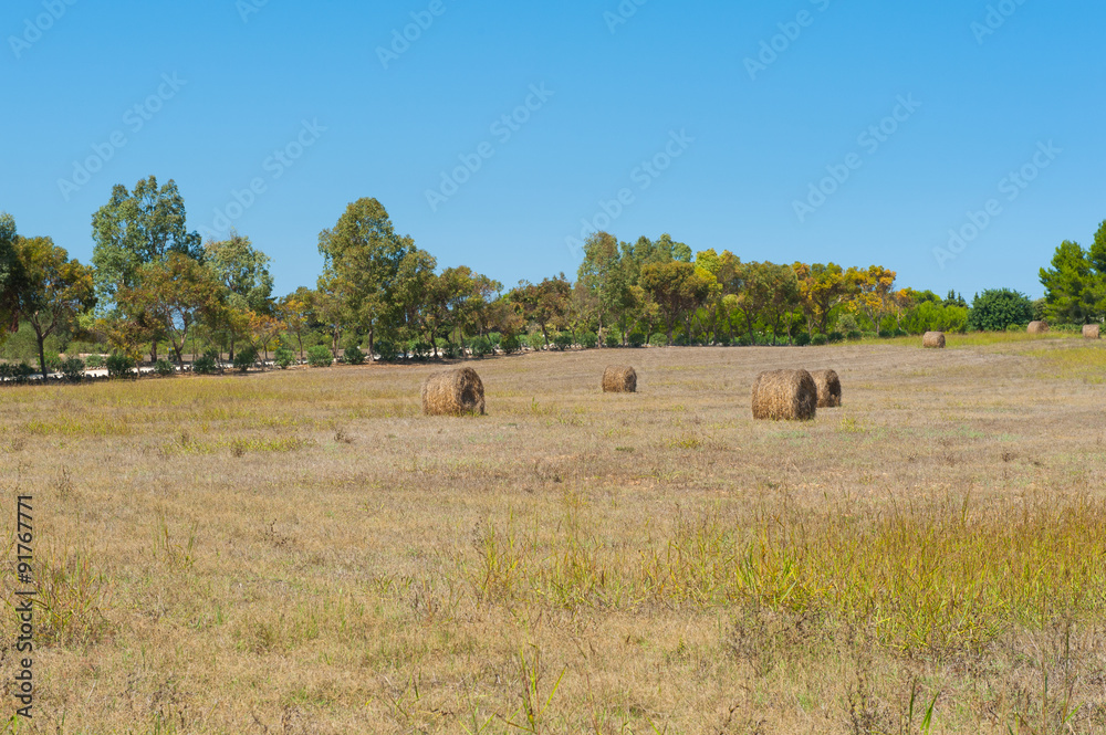 Hayricks in a farm landscape