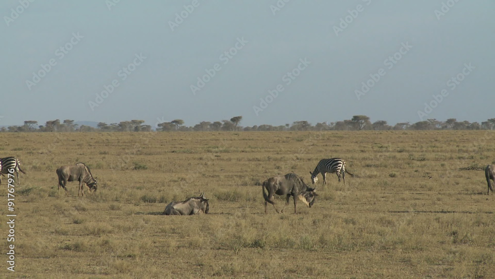 Wildebeest & zebra group