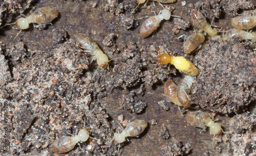 termite nests