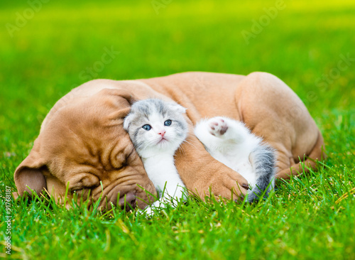 Fototapeta Naklejka Na Ścianę i Meble -  Sleeping Bordeaux puppy dog hugs newborn kitten on green grass