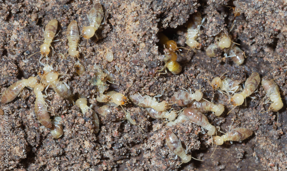 termite nests