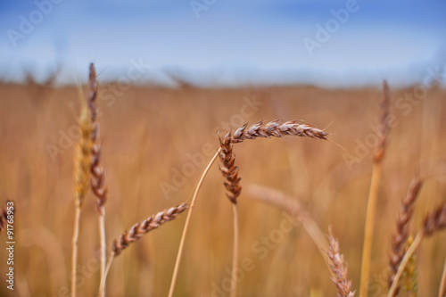 wheat field