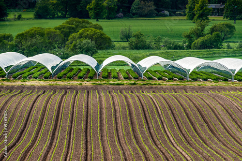 Rows of potato plants and strawberry plants in polytunnels.