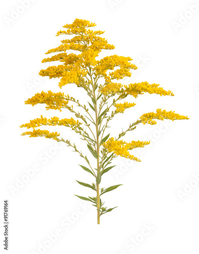 golden Rod Solidago