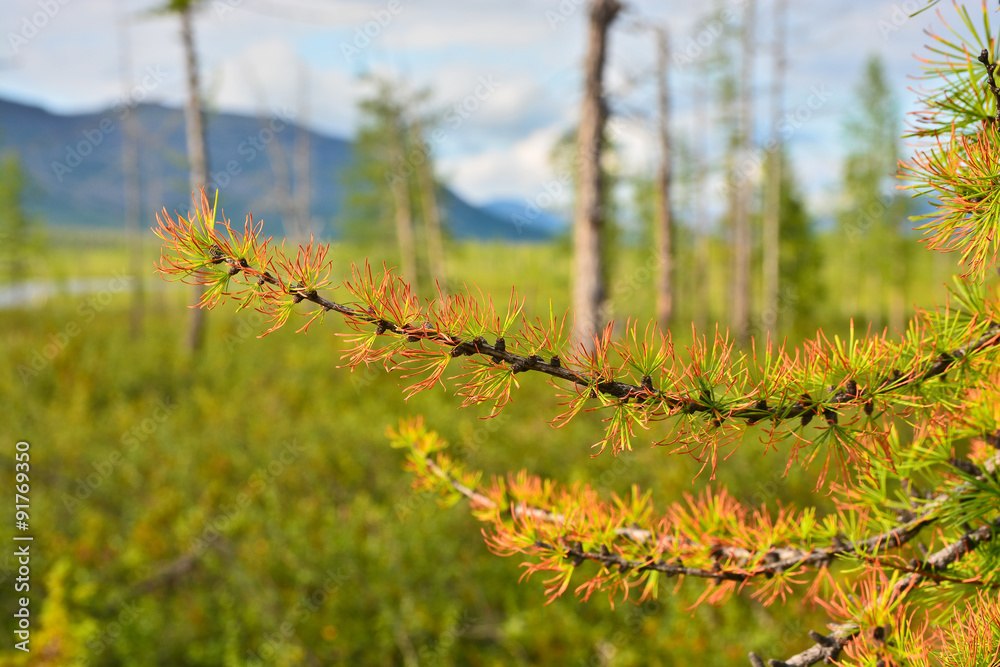 Naklejka premium The forest tundra in summer.