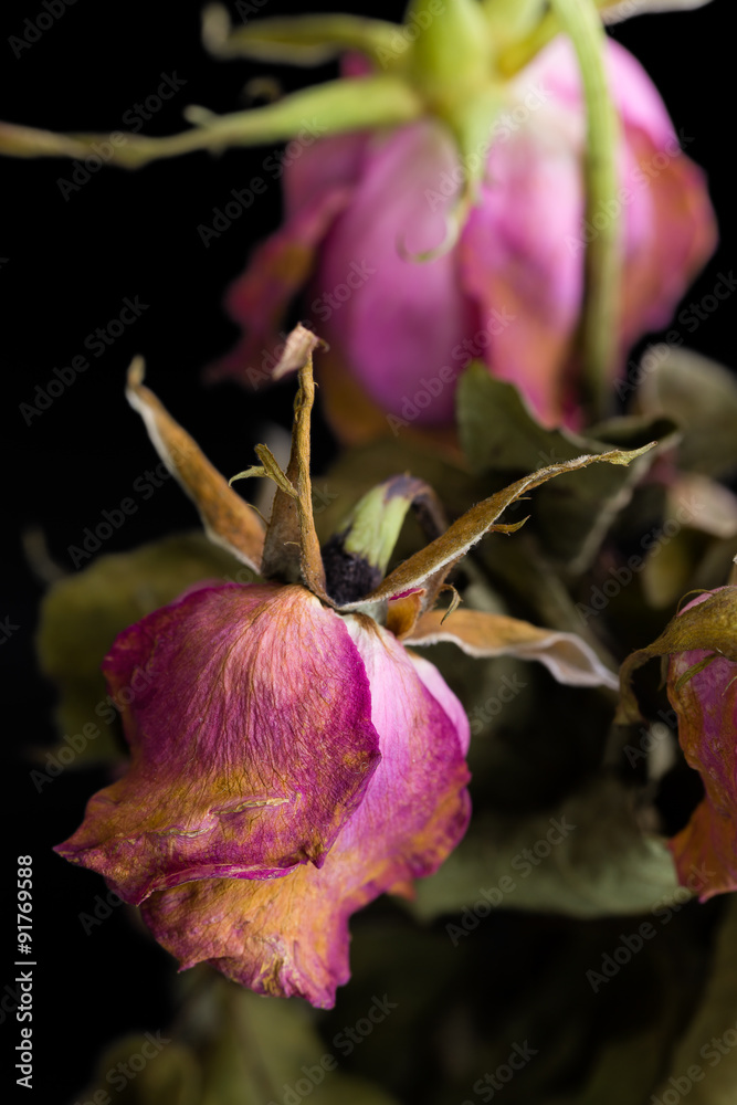 Fototapeta premium Withered Flower Close-up / Withered Flower / Withered Flower on Black Background