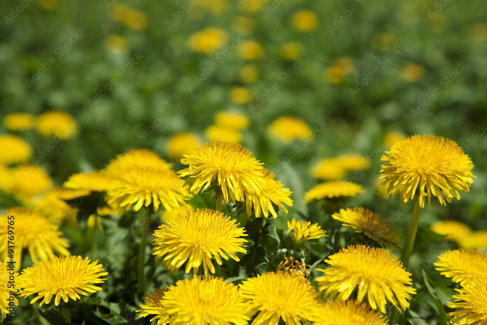 Fototapeta premium たんぽぽの花