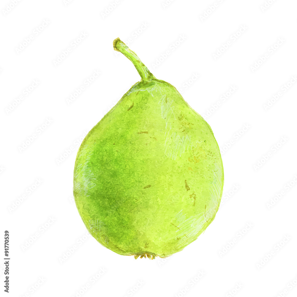 Pear. Hand-drawn fruit. Real watercolor drawing. Vector