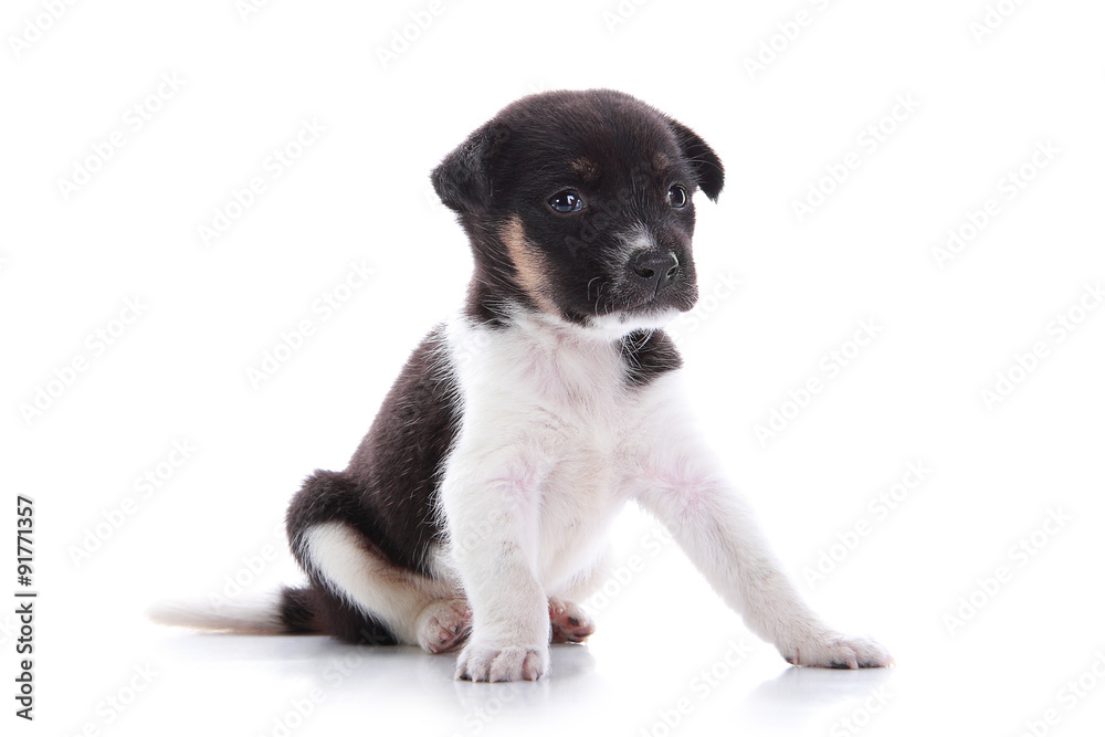 Fototapeta premium Adorable puppy sitting